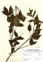 藏品(野鴉椿)的圖片